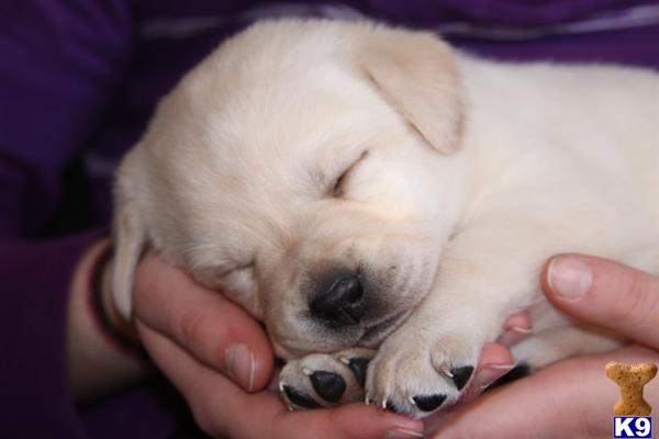 Labrador Retriever Puppies